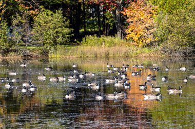 Bir grup Kanada kazları bir kilo üzerinde dinleniyor. Ağaçların sonbahar renkleri su yüzeyine yansıyor. Saint-Marcelline-de-Kildare, Lanaudiere, Quebec, Kanada.
