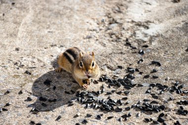 Chipmunk with sunflower seed in its mouth. Sunflower seeds on the ground around him. clipart