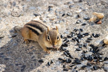 Chipmunk looking at us with sunflower seeds and peanuts on the ground around him. clipart