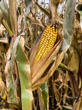 Sonbaharda hasat edilmeden önce tarladaki kuru ve olgun mısırların yakın görüntüsü.