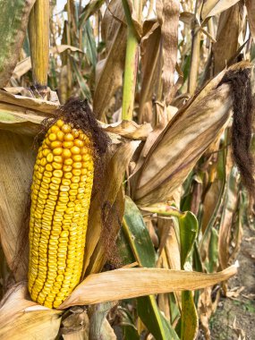 Sonbaharda koçandaki olgun mısırın tam boy görüntüsü.