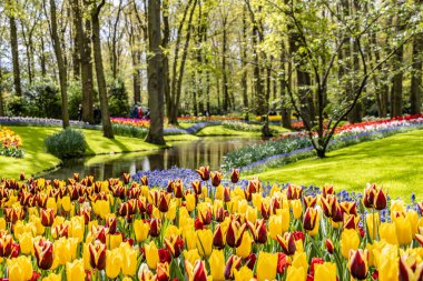 Hollanda, Lisse 'deki Keukenhof bahçelerindeki renkli bahar çiçekleri.