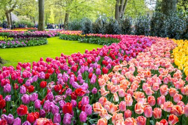 Hollanda, Lisse 'deki Keukenhof bahçelerinde çiçeklenmiş ya da renkli laleler..