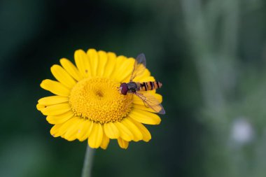 A marmalade hoverfly attracted by the nectar of a beautiful yellow corn daisy flower clipart