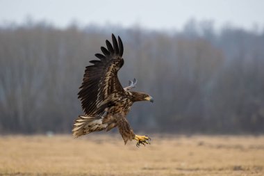 Avlanmak için pençelerini uzatan beyaz kuyruklu bir deniz kartalı.