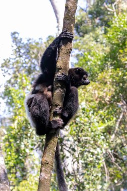 Madagaskar 'daki Ranomafana Ulusal Parkı' nda asılı duran bir Milne-Edwardss sifaka.