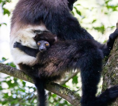 Milne-Edwardss sifaka clutching to its mum in a tree in in Ranomafana National Park, Madagascar clipart