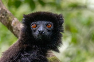 Ranomafana Ulusal Parkı, Madagaskar 'da turuncu gözlü Milne-Edwardss sifaka portresi