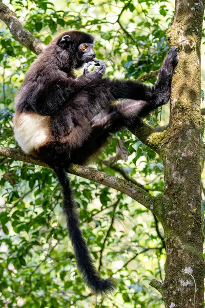 Bir Milne-Edwardss sifaka Ranomafana Ulusal Parkı, Madagaskar 'da bir ağaçta çenesini kaşıyor.