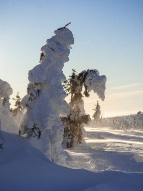 Karla kaplı bir Noel ağacı ağırlığın altında eğilir.