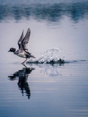 Suyun üzerinde uçan bir kuş.