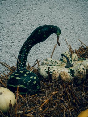 Çimlerin üzerinde büyük beyaz ve yeşil bir balkabağı. yüksek kaliteli fotoğraf