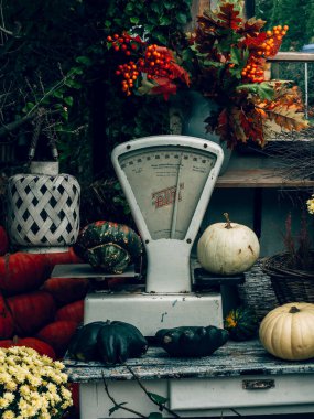 Ahşap evin arka planında balkabakları ve elmalarla dolu bir sonbahar. Cadılar Bayramı konsepti, Şükran Günü ya da Cadılar Bayramı.