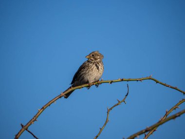 ağacın bir dalı üzerinde kuş