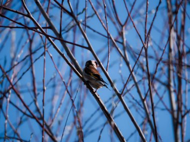 Bir dala tünemiş kuş