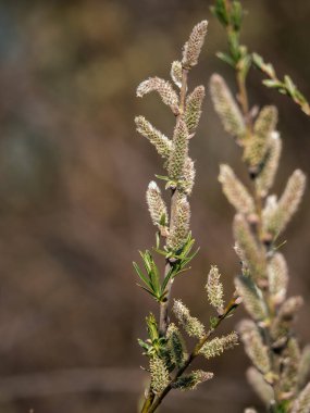 İlkbaharda söğüt çiçekleri 