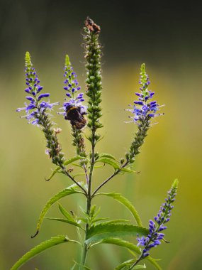 bir bitkinin üzerindeki mor kelebek