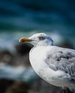 Sahildeki bir kuşa yaklaş.