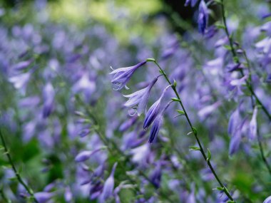 Kapatın güzel çiçekleri.