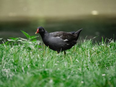 Parktaki suda ördek