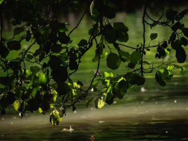Ormanın güzel manzarası