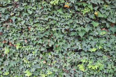 Şehirde yeşil ve kahverengi yaprak duvar dokusu