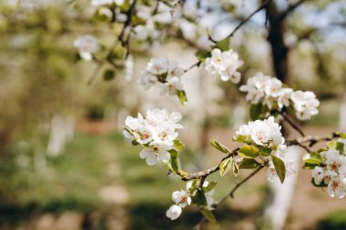 Ağaç dalında güzel beyaz bir çiçek var. Harika ve büyüleyici görünüyor. Arka planda çok fazla yeşillik görebiliyoruz. Hava sıcak ve güneşli..