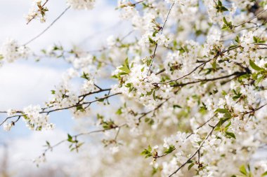 Güzel bir kiraz ağacı görebiliriz. Harika ve büyüleyici görünüyor. Hava sıcak ve güneşli. Bu bir kuş kirazı ağacı ve harika görünüyor. Bir sürü yeşil yaprak var..