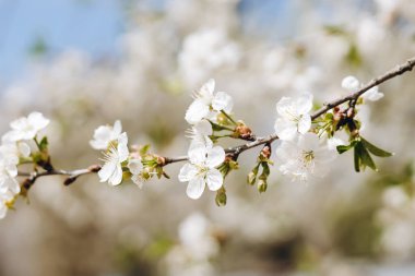 Güzel bir kiraz ağacı bize bakıyor. Harika ve büyüleyici görünüyor. Hava sıcak ve güneşli. Bu bir kuş kirazı ağacı ve harika görünüyor. Bir sürü yeşil yaprak var..