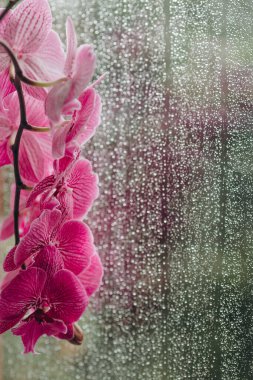 Pencerenin arka planında güzel bir çiçek görebiliriz. Yağmur oldukça rahatlatıcı. Dışarıda bahar ya da sonbahar var. Yağmur damlaları aynı anda hem harika hem de üzücü..