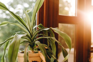 İçeride çok güzel bir bitki var ve güzel görünüyor. Pencerenin arkasını görebiliyoruz. Güzel ve güzel görünüyor. Bir sürü yeşil ve bitki var. Dışarıda sonbahar..