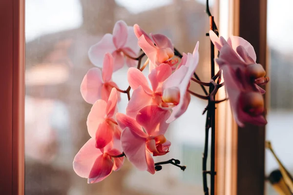 There is a beautiful flower in the house. It looks wonderful and fascinating. The flower is on the background of the window. We can see a pink petals of the flower. It is very romantic.
