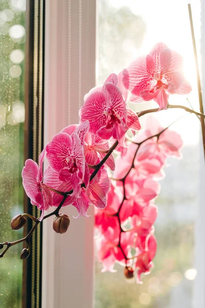 Wonderful Flower House Looks Beautiful Can See Background Window Looks — Stock Photo, Image