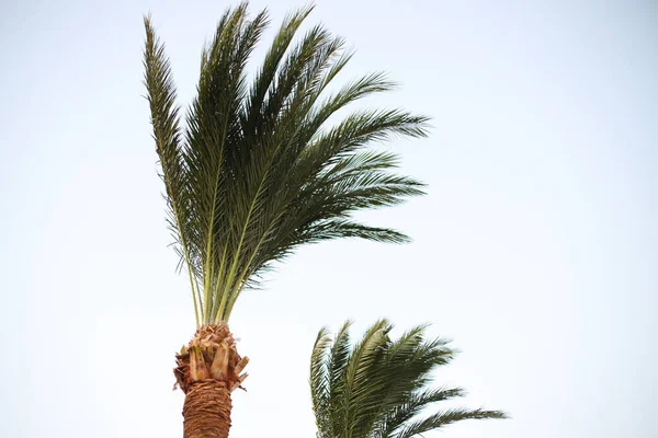 Piękny Obraz Palmy Pod Błękitnym Niebem Letni Dzień Piękny Krajobraz — Zdjęcie stockowe