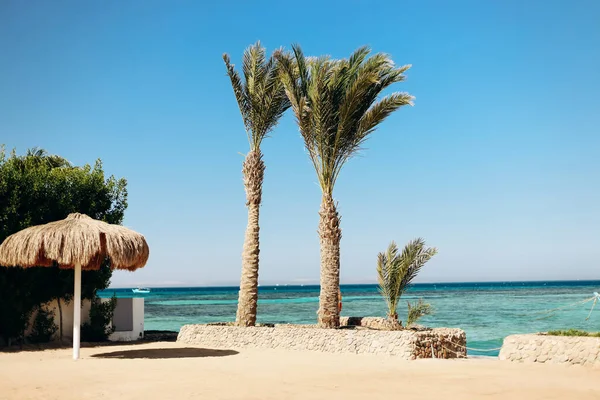 Due Palme Una Spiaggia Turistica Egiziana Estate Giornata Sole Mare Foto Stock Royalty Free