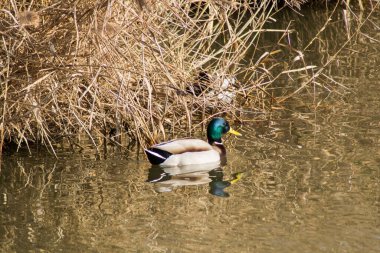 Mallard gölde yüzüyor..