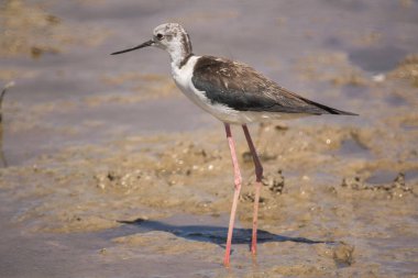 Llobregat Nehri 'ndeki leylek, Barcelona, Katalonya, İspanya yakınlarındaki doğa rezervi..
