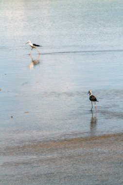 Llobregat Nehri 'ndeki leylek, Barcelona, Katalonya, İspanya yakınlarındaki doğa rezervi..
