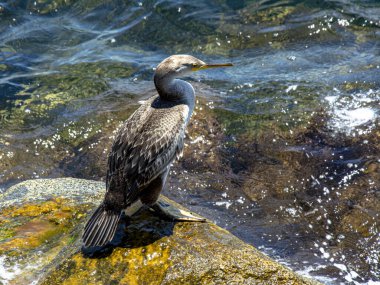 Kayalardan denizi izleyen karabataklarla sevişmek.