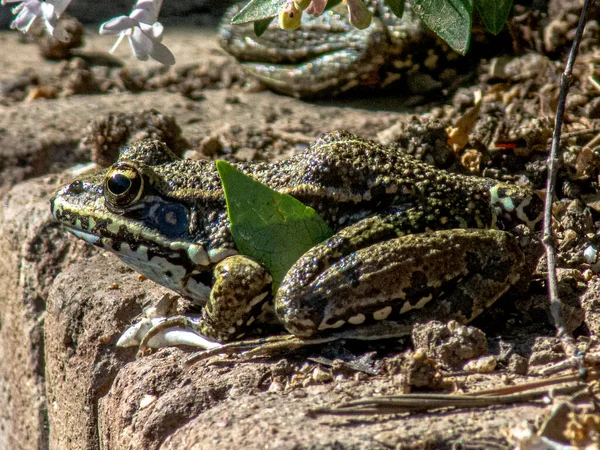 Dospělá Žába Opaluje Okraji Rybníka — Stock fotografie