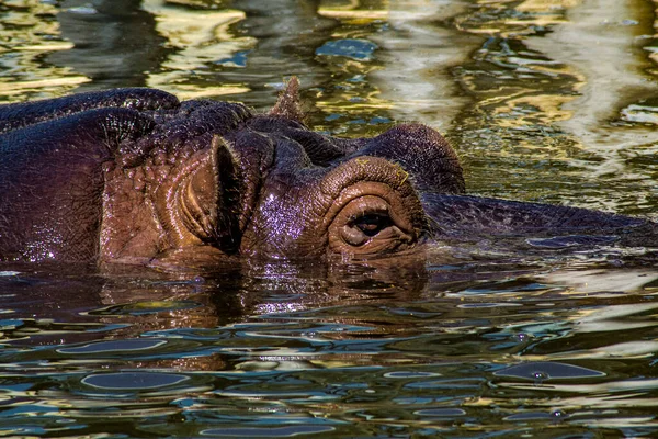 stock image Hippopotamus submerged in the water, shows only the eye and part of the head.
