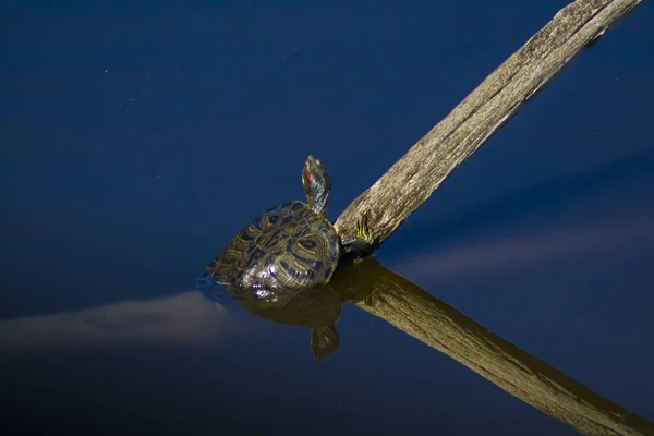 A free Florida water turtle, in a nature reserve, basking on a branch coming out of the water.