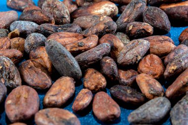 Mavi arka planda kavrulmuş kakao çekirdeği..