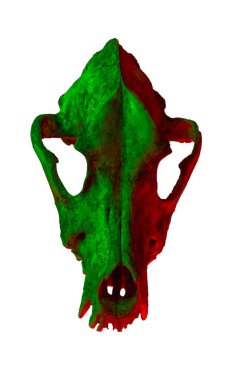 Beyaz arka planda izole köpek kafatası. Renkli dramatik ışıklandırma