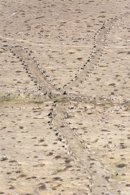 Llobregat Nehri 'ndeki kumsalda kuş izleri. Delta doğa koruma alanı, Barselona, İspanya.