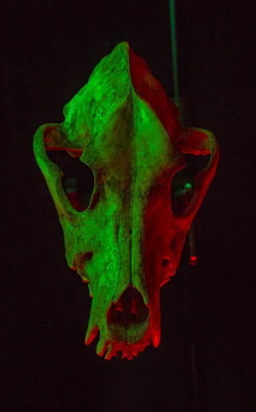 Isolated Dog Skull Black Background Dramatic Lighting Colors — Stock Photo, Image
