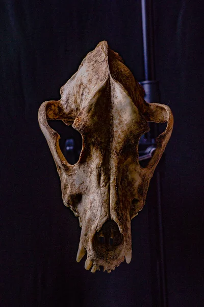 黒の背景に孤立した犬の頭蓋骨 色の劇的な照明 — ストック写真