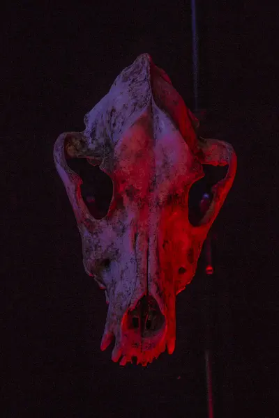 黒の背景に孤立した犬の頭蓋骨 色の劇的な照明 — ストック写真