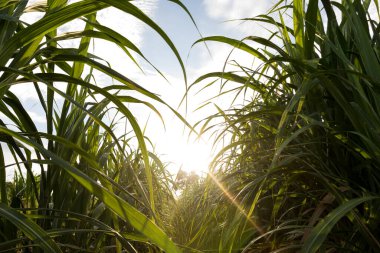 Şeker kamışı tarlaları, Tayland 'daki tropikal tarım bitkileri.