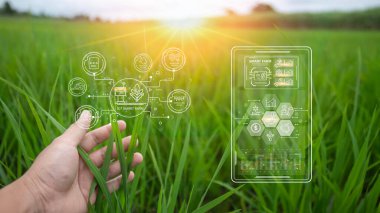 Bir çiftçi yüksek verimli pirinç bitkilerini akıllı tarım ve bitkilerin gelişim döngüsünün IOT teknoloji diyagramını kullanarak inceliyor.